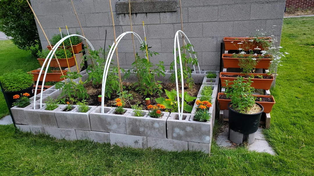 Concrete block raised garden bed with arched trellis hoops, planted with vegetables and marigolds.